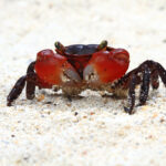 calamariere