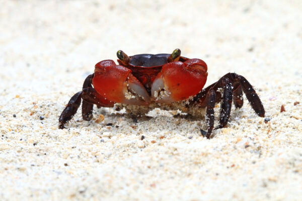calamariere